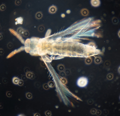 Scirtothrips