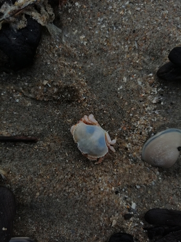 Photo of European edible crab (Cancer pagurus)