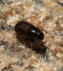 Dendroctonus