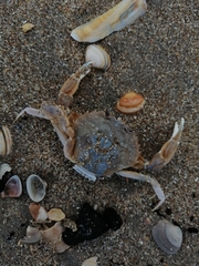 Liocarcinus vernalis