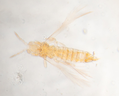 Scirtothrips