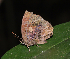 Arhopala abseus