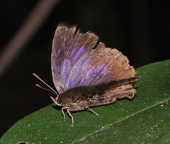 Arhopala abseus