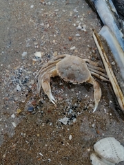 Liocarcinus vernalis