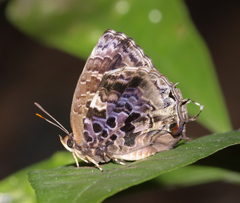 Arhopala abseus