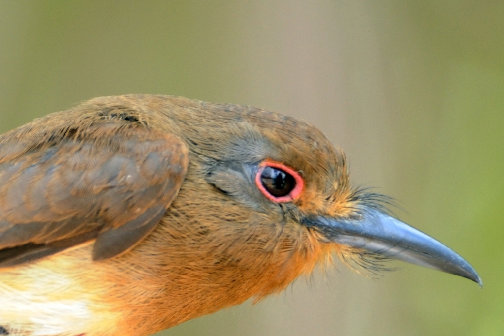 Fulvous-chinned Nunlet