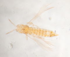 Scirtothrips