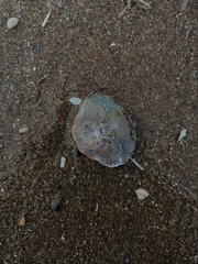 Liocarcinus holsatus