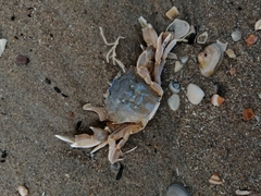 Liocarcinus vernalis