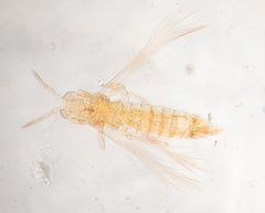 Scirtothrips