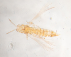 Scirtothrips