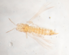 Scirtothrips