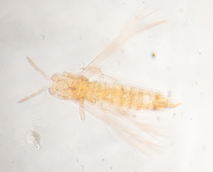 Scirtothrips