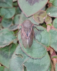 Metcalfiella erecta