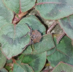 Metcalfiella erecta