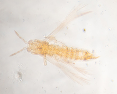 Scirtothrips