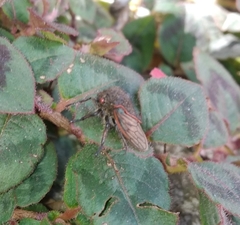 Metcalfiella erecta