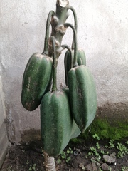 Vasconcellea × pentagona