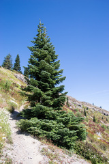 Abies procera