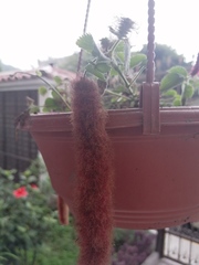 Cleistocactus