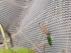 Sympherobius pygmaeus