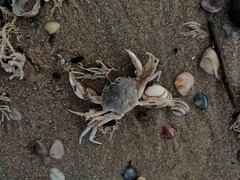 Liocarcinus vernalis
