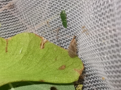 Sympherobius pygmaeus