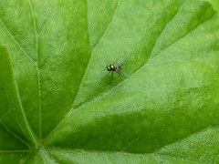 Dolichopodidae