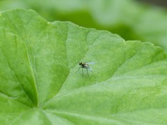 Dolichopodidae