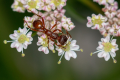 Myrmica rubra
