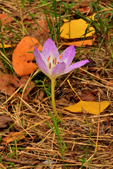 Colchicum bivonae