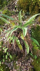 Polystichum imbricans imbricans