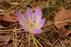 Colchicum bivonae
