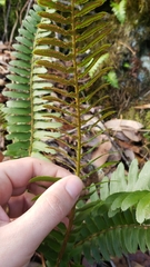 Polystichum imbricans imbricans