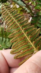Polystichum imbricans imbricans