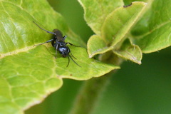 Dolichurus haemorrhous