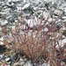 Scribneria bolanderi - Photo (c) boschniakia,  זכויות יוצרים חלקיות (CC BY-NC), הועלה על ידי boschniakia