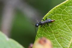 Dolichurus haemorrhous