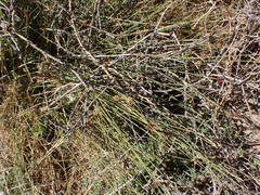 Afroscirpoides dioeca