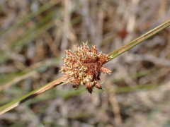 Afroscirpoides dioeca