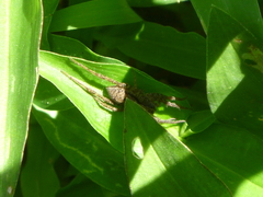 Lycosidae