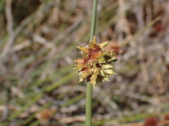 Afroscirpoides dioeca