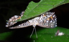 Echenais thelephus