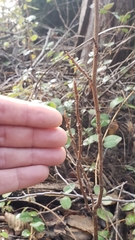 Toxicodendron diversilobum