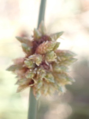 Afroscirpoides dioeca