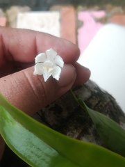 Caularthron bilamellatum