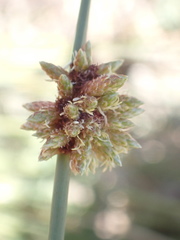 Afroscirpoides dioeca