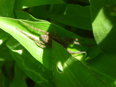 Lycosidae