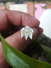 Caularthron bilamellatum