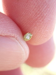 Afroscirpoides dioeca